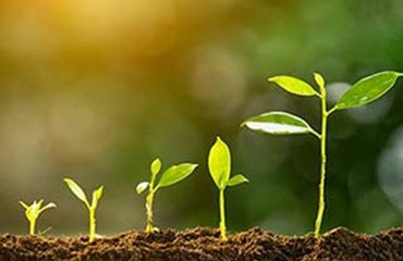 Plants emerging from soil at varying stages of growth