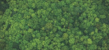 Descubra as sensações da natureza que as fragrâncias podem trazer